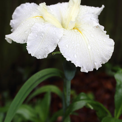 Iris louisiana 'Arabian Bayou'