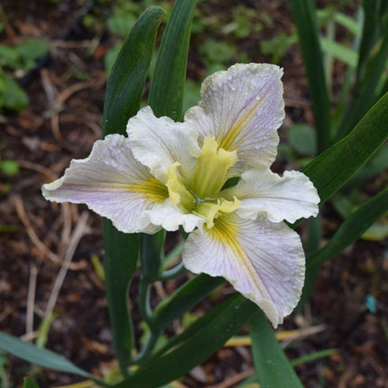 Iris louisiana 'Arabian Bayou'