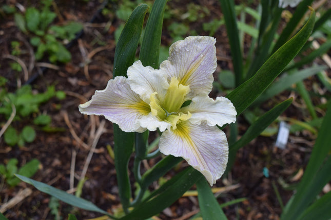 Iris louisiana 'Arabian Bayou'