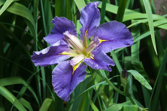 Iris louisiana 'Marie Gallais' - Marginal Pond Plants - MP055