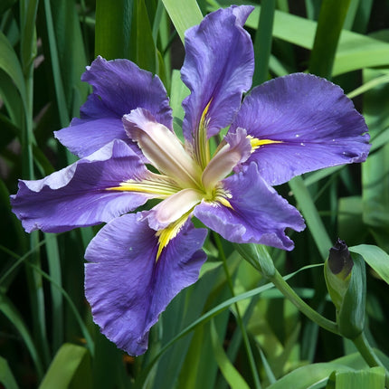 Iris louisiana 'Marie Gallais'