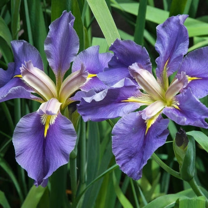 Iris louisiana 'Marie Gallais'