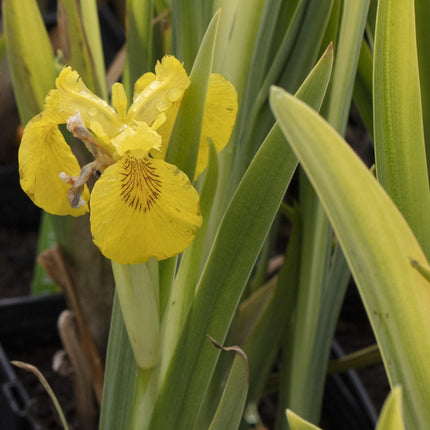 Iris pseudacorus variegata