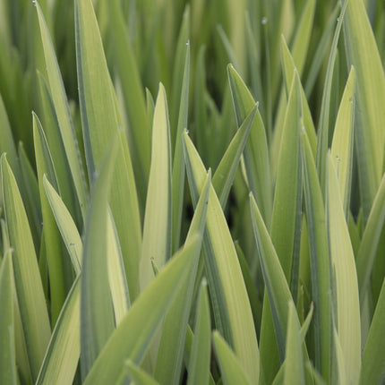 Iris pseudacorus variegata