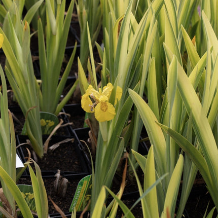 Iris pseudacorus variegata