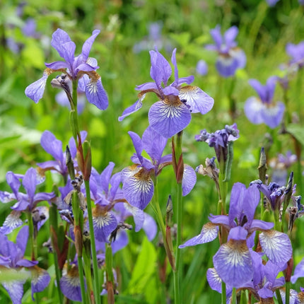 Iris versicolor (Blue flag or Poison flag)