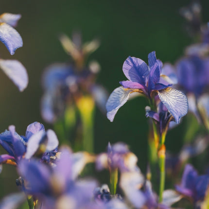 Iris versicolor (Blue flag or Poison flag)