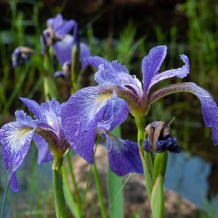 Iris versicolor (Blue flag or Poison flag)