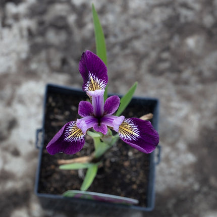 Iris versicolor 'Kermesina'