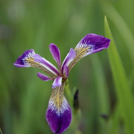 Iris versicolor 'Kermesina'