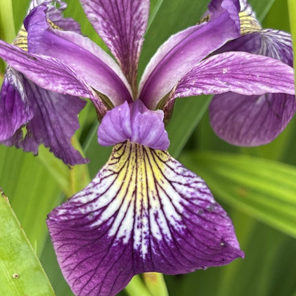 Iris versicolor 'Kermesina'