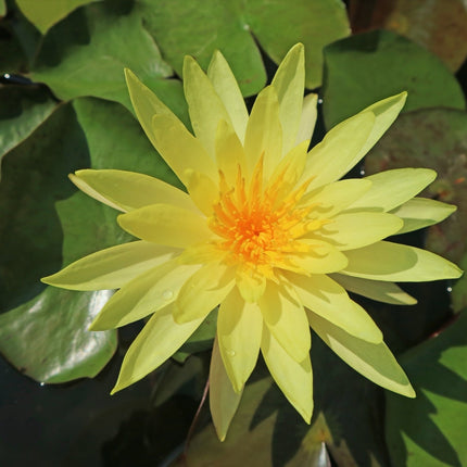 Nymphaea 'Joey Tomocik'