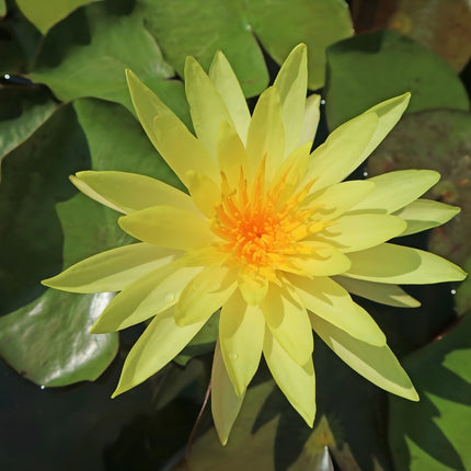 Nymphaea 'Joey Tomocik'