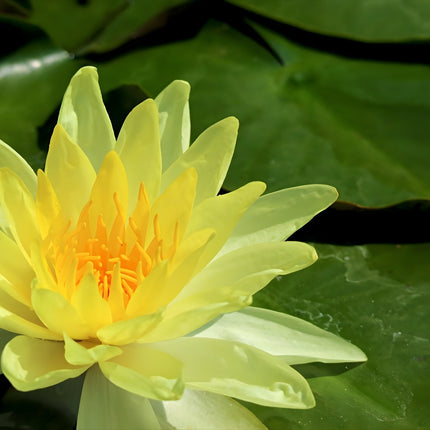 Nymphaea 'Joey Tomocik'