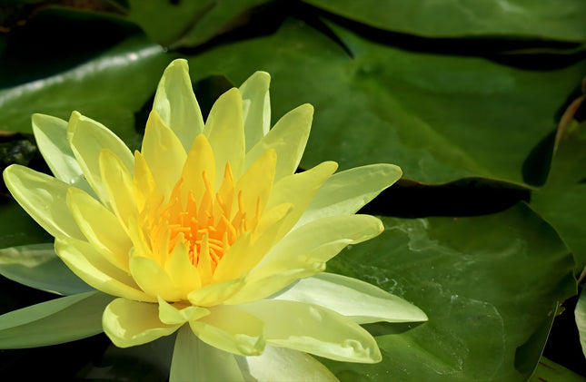 Nymphaea 'Joey Tomocik'