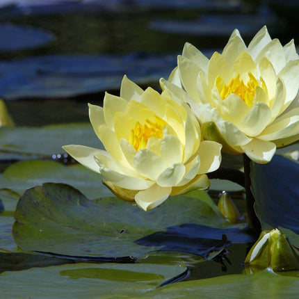 Nymphaea 'Joey Tomocik'