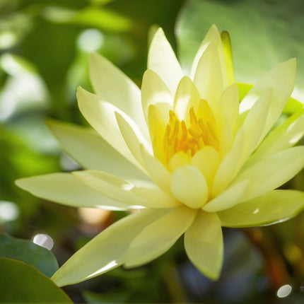 Nymphaea 'Joey Tomocik'