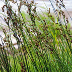 1 / 7cm Bareroot