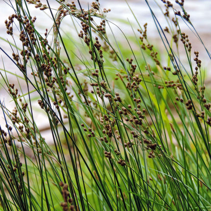 Juncus inflexus