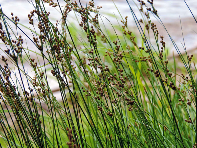 Juncus inflexus