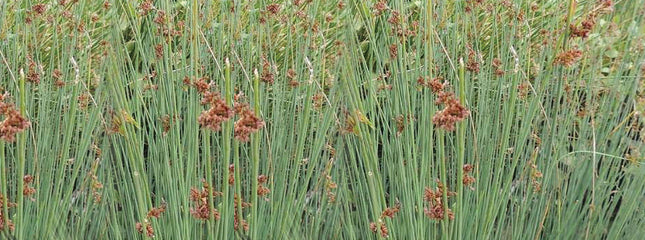 Juncus inflexus