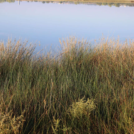Juncus maritimus