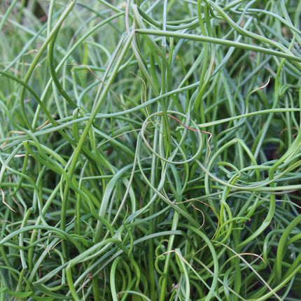 Juncus effusus var. spiralis