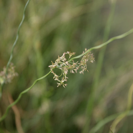 Juncus effusus var. spiralis