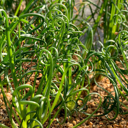 Juncus effusus var. spiralis