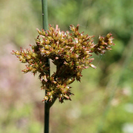 Juncus inflexus