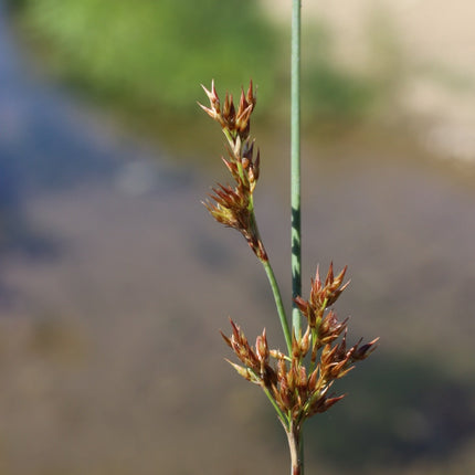 Juncus inflexus