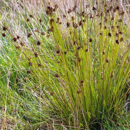 Juncus inflexus