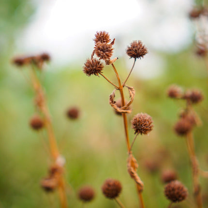 Juncus inflexus