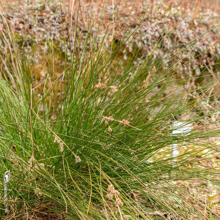 Juncus maritimus