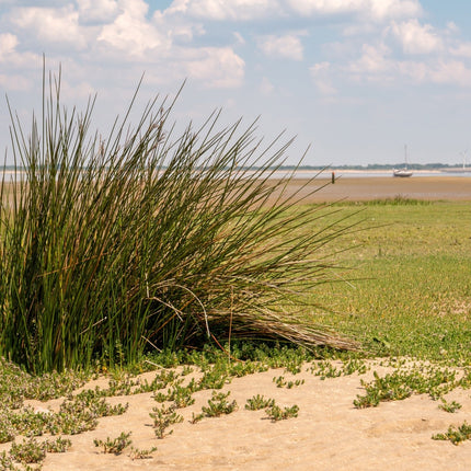 Juncus maritimus