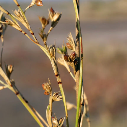 Juncus maritimus