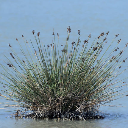 Juncus maritimus