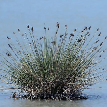 Juncus maritimus