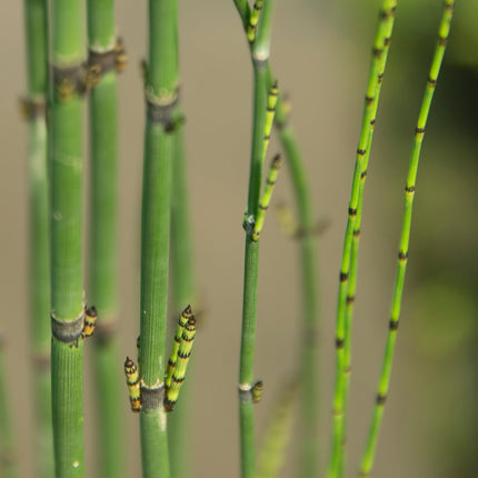 Equisetum hyemale