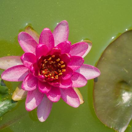 Nymphaea 'Laydekeri Fulgens'