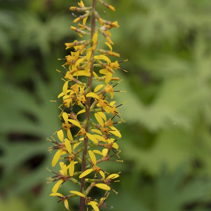Ligularia przewalskii