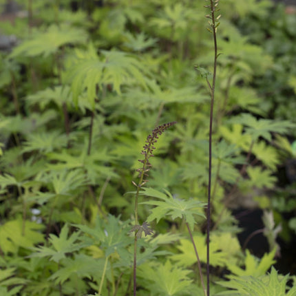 Ligularia przewalskii