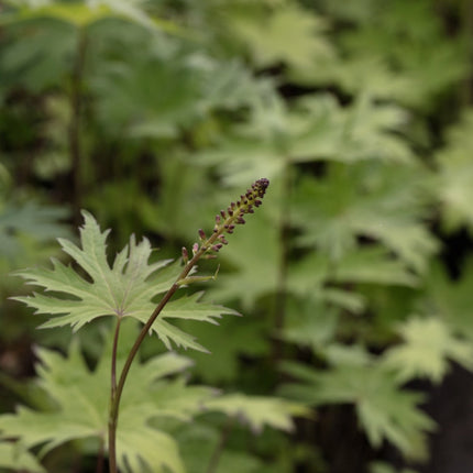 Ligularia przewalskii