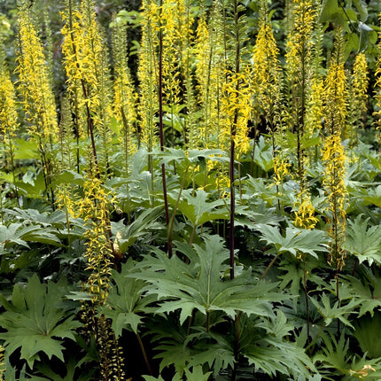 Ligularia przewalskii
