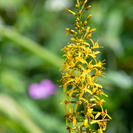 Ligularia przewalskii