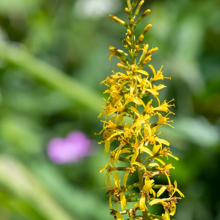 Ligularia przewalskii