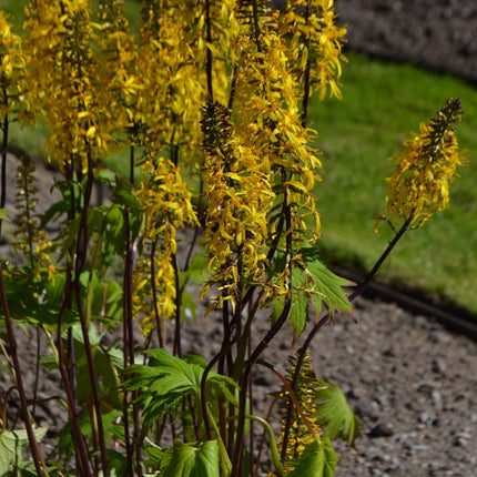 Ligularia przewalskii