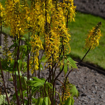 Ligularia przewalskii