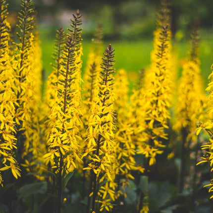 Ligularia przewalskii