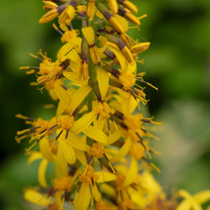 Ligularia przewalskii